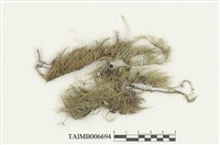 藏品(新絲苔)的圖片